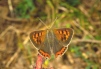 Lycaena phlaeas Copyright: Peter Harvey