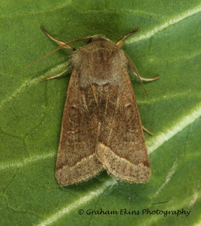 Orthosia opima  Northern Drab Copyright: Graham Ekins