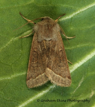 Orthosia opima  Northern Drab Copyright: Graham Ekins