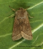 Orthosia opima  Northern Drab Copyright: Graham Ekins