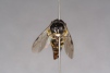 Crossocerus walkeri