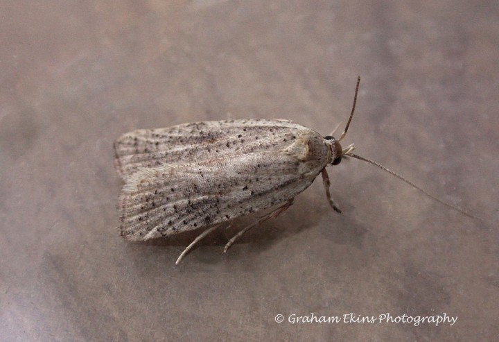 Agonopterix nervosa 3 Copyright: Graham Ekins