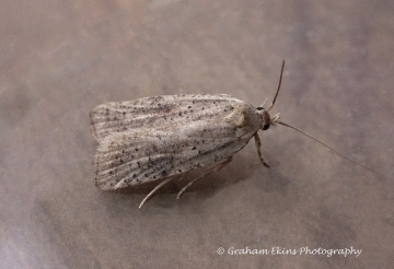 Agonopterix nervosa 3 Copyright: Graham Ekins