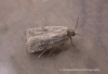 Agonopterix nervosa 3 Copyright: Graham Ekins