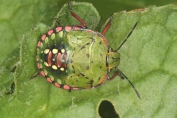 Nezara viridula 5th instar Copyright: Peter Harvey