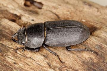 Dorcus parallelipipedus