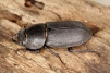 Dorcus parallelipipedus Copyright: Peter Harvey