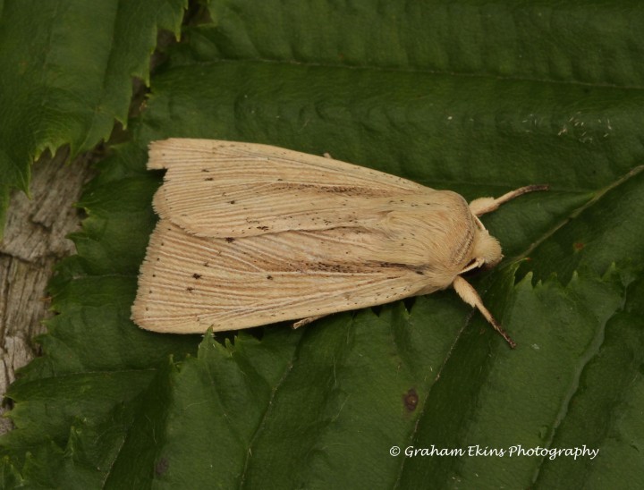 Southern Wainscot   Mythimna straminea 1 Copyright: Graham Ekins