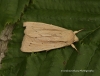 Southern Wainscot   Mythimna straminea 1