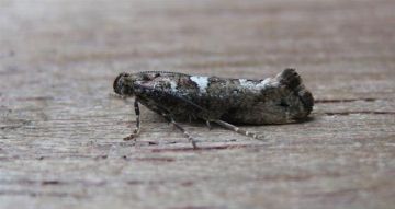 Leek Moth Copyright: Stephen Rolls