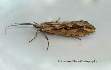 Phryganea grandis female Copyright: Graham Ekins