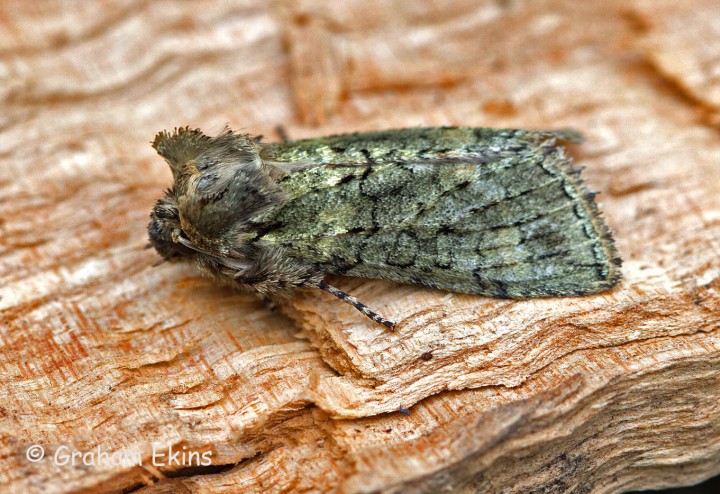 Polyploca ridens  Frosted Green 2 Copyright: Graham Ekins