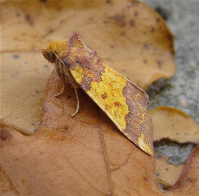 Barred Sallow 3 Copyright: Stephen Rolls