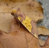 Barred Sallow 3 