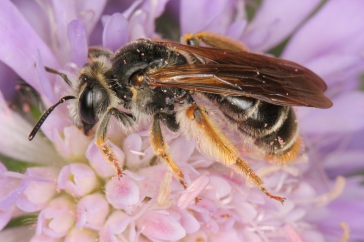 Andrena hattorfiana female2 Copyright: Peter Harvey