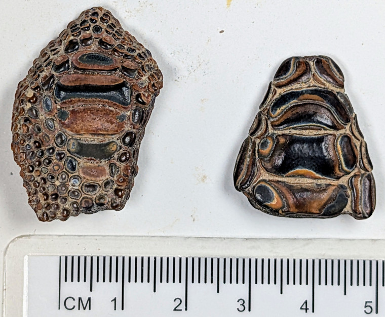 Harwich Phyllodus toliapicus fossil fish pharyngeal palate Copyright: William George