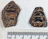 Harwich Phyllodus toliapicus fossil fish pharyngeal palate 