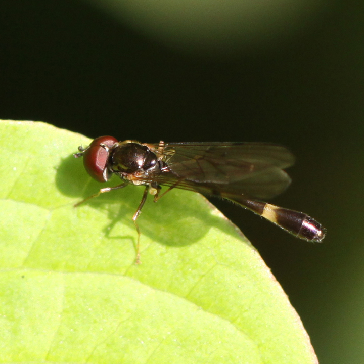 Baccha elongata Copyright: Geoff Vowles 18th April 2011