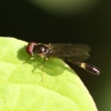 Baccha elongata Copyright: Geoff Vowles 18th April 2011