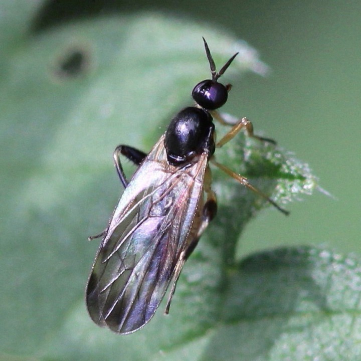 Oedalea flavipes (female) Copyright: Jeremy Richardson