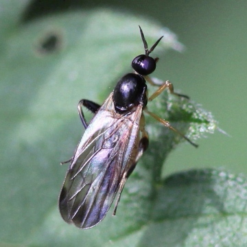 Oedalea flavipes (female) Copyright: Jeremy Richardson
