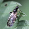 Oedalea flavipes (female)