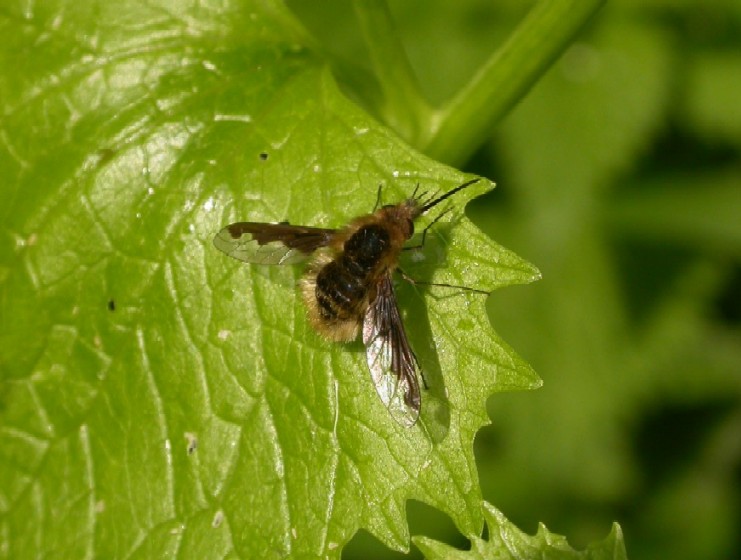 A bee fly - Bombylius Sp (Picture Wing) Copyright: Malcolm Riddler