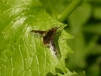 A bee fly - Bombylius Sp (Picture Wing) 