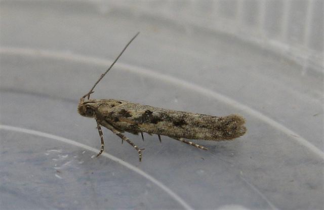 Scrobipalpa suaedella. Copyright: Stephen Rolls