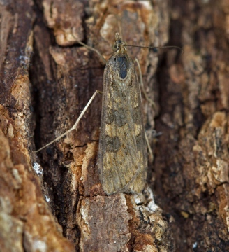 Nomophila noctuella 2 Copyright: Graham Ekins