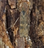 Nomophila noctuella 2