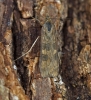 Nomophila noctuella 2 Copyright: Graham Ekins