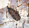 Depressaria sordidatella