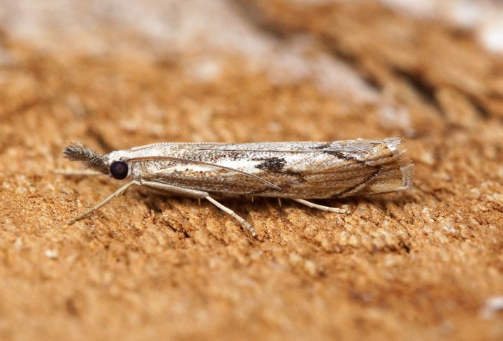 Agriphila geniculea 1 Copyright: Ben Sale