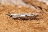 Agriphila geniculea 1 Copyright: Ben Sale