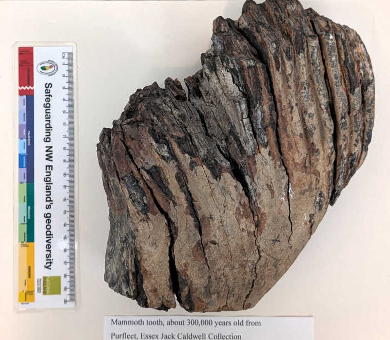 Purfleet Mammoth Tooth 3 300 000 years old Copyright: Jack Caldwell Collection