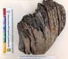 Purfleet Mammoth Tooth 3 300 000 years old 