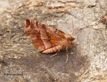 Selenia dentaria Early Thorn summer form Copyright: Graham Ekins