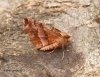 Selenia dentaria Early Thorn summer form