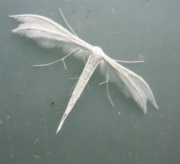 White Plume Moth Copyright: Stephen Rolls