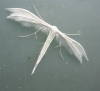 White Plume Moth Copyright: Stephen Rolls