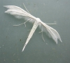 White Plume Moth