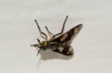 Twin-lobed Deerfly - Chrysops relictus  