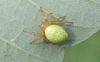 Araniella cucurbitina Copyright: Peter Pearson