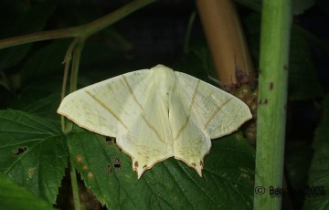 Swallow-tailed Moth 2 Copyright: Ben Sale