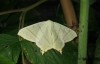 Swallow-tailed Moth 2