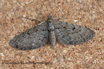 Freyer's pug  Eupithecia intricata Copyright: Graham Ekins