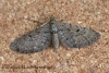 Freyer's pug  Eupithecia intricata Copyright: Graham Ekins