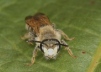 Andrena labialis 