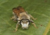 Andrena labialis